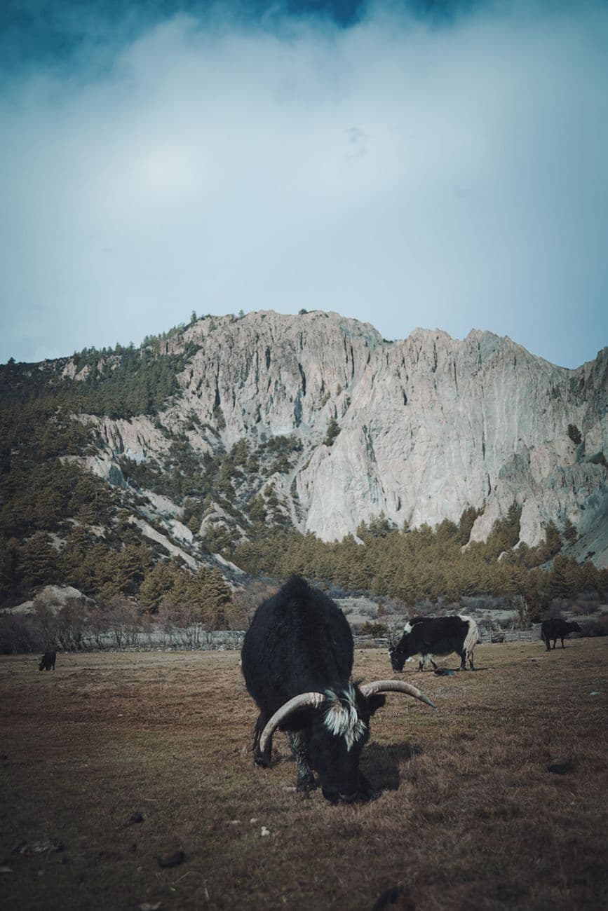 A Wandering Yaks local host smiling beneath a traditional wooden roofline
